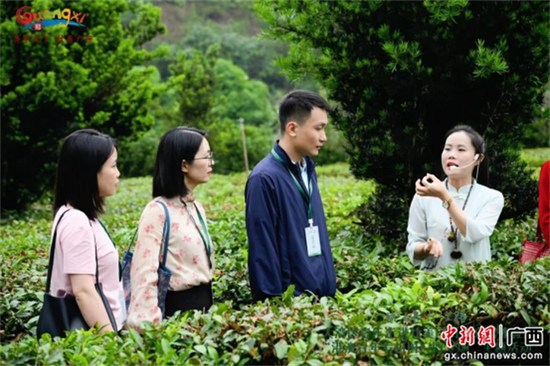 图为游客参观六堡茶生态茶园。梧州市文广体旅局 供图