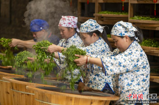 图为茶农在广西梧州市苍梧县沁怡六堡茶业专业合作社茶园采摘春茶。何华文 摄